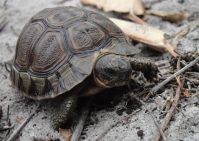 The Cape Fauna - The Fynbos Guy