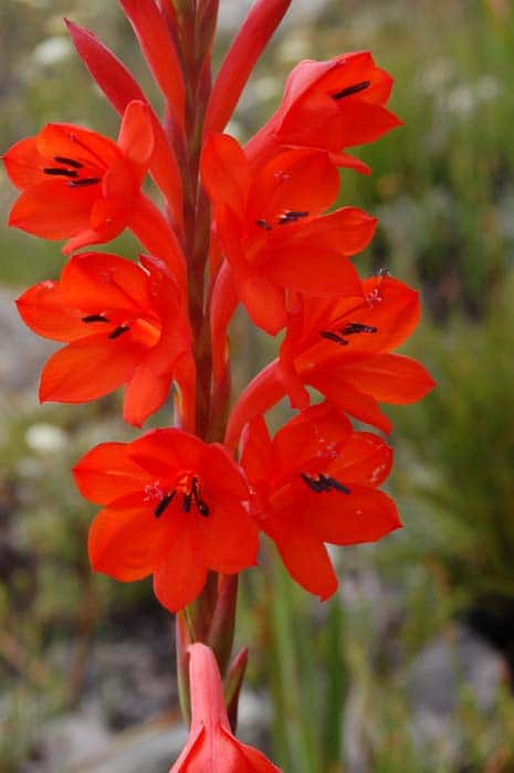 Red enough for you? A Watsonia (Iris family) in the Stellenbosch Mountains makes sure the butterfly gets the message. 