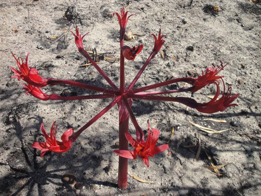 The Candelabra Lily (Brunsvigia orientalis) is an Amaryllis like the Paintbrush Lily, both cousins of the humble Daffodil.