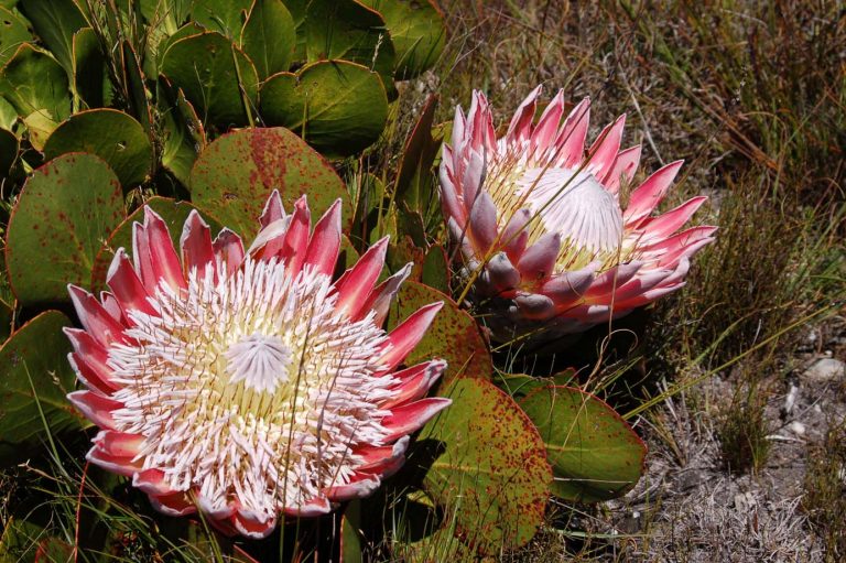 What Is Fynbos An Easy Introduction The Fynbos Guy