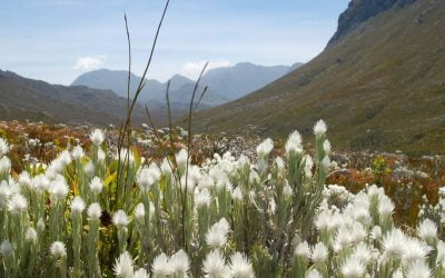 What Is Fynbos? An Easy Introduction - The Fynbos Guy