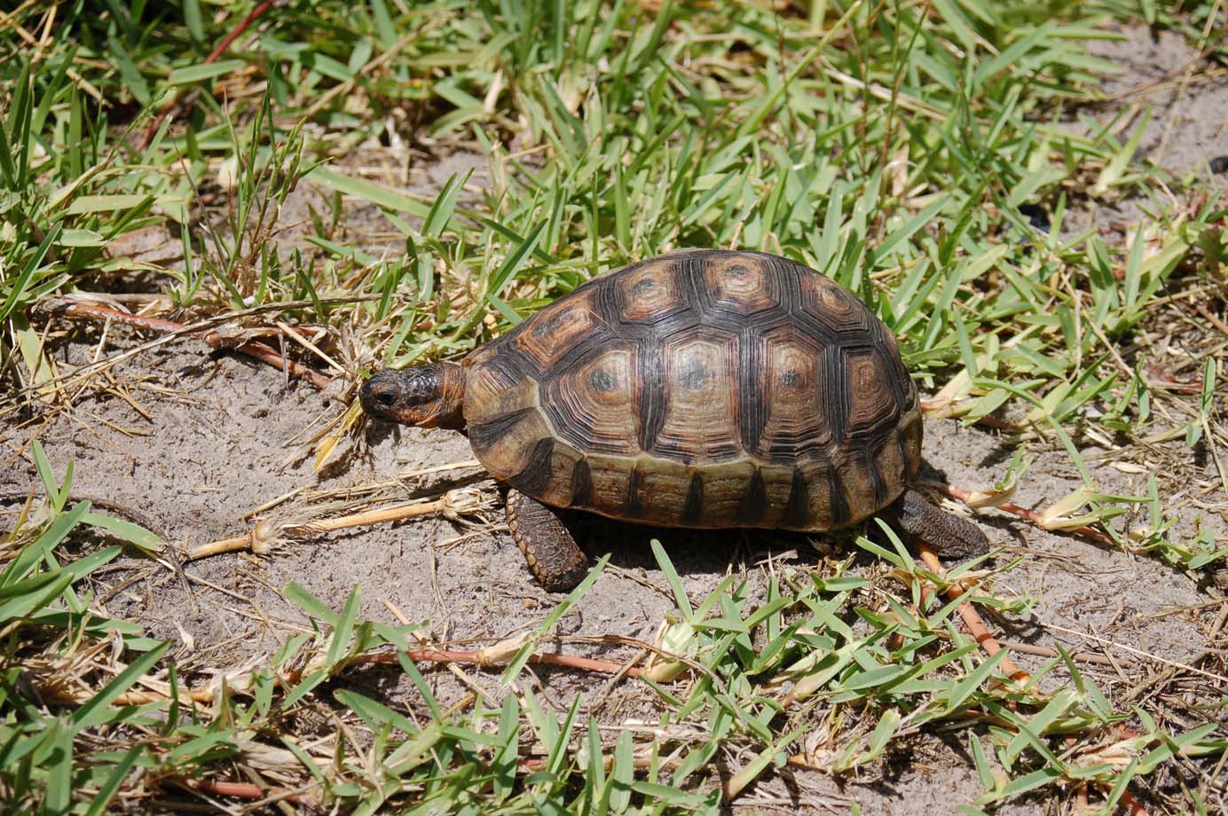 Nature, Nature Everywhere: Cape Town’s Rondevlei Reserve - The Fynbos Guy