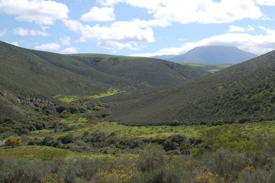 An Introduction to Renosterveld - Blog | The Fynbos Guy