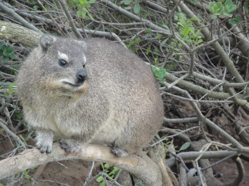 TABLE MOUNTAIN WILDLIFE - UHM, WHERE IS IT? - The Fynbos Guy