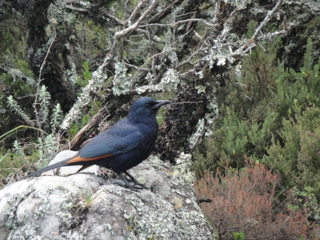 TABLE MOUNTAIN WILDLIFE - UHM, WHERE IS IT? - The Fynbos Guy