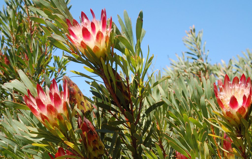 IN PRAISE OF PROTEAS FLOWERS OF THE GODS The Fynbos Guy