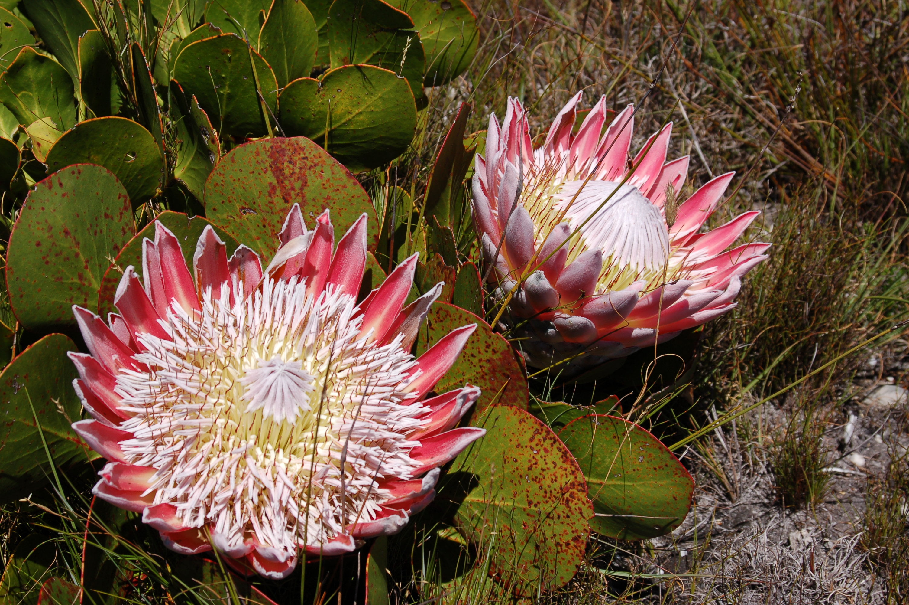 Title Image The Fynbos Guy