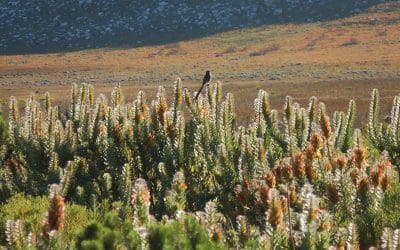 CAPE POINT NATURE RESERVE: WHAT YOU NEED TO KNOW