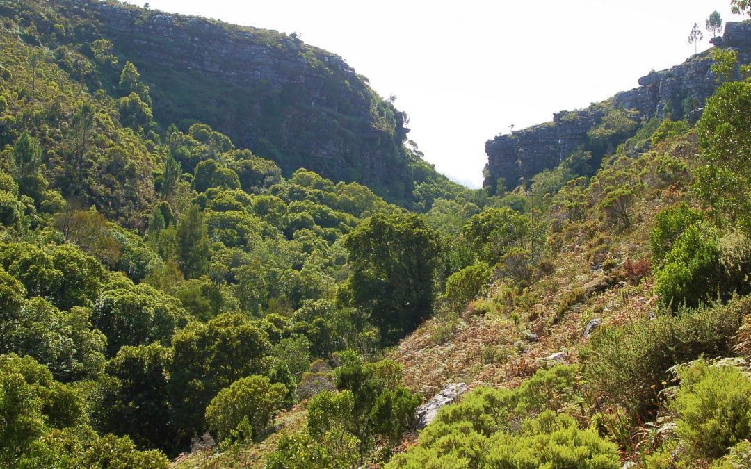 WALKING IN THE WOODS: FYNBOS AND FORESTS