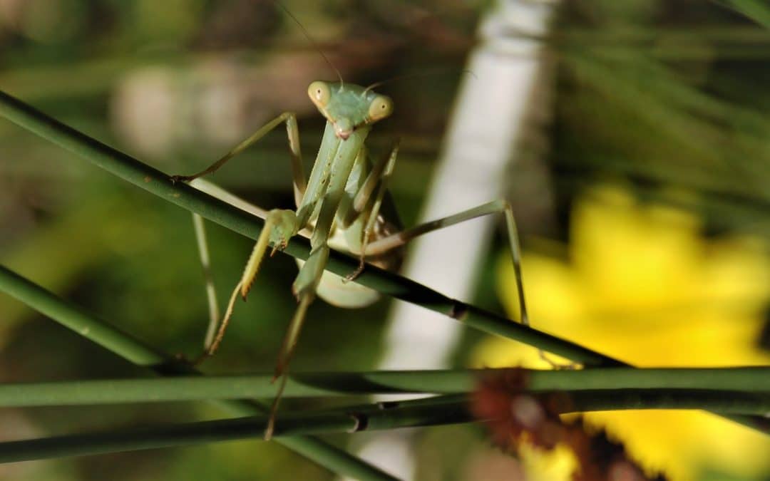 BACKYARD BEASTS: A FYNBOS GARDEN