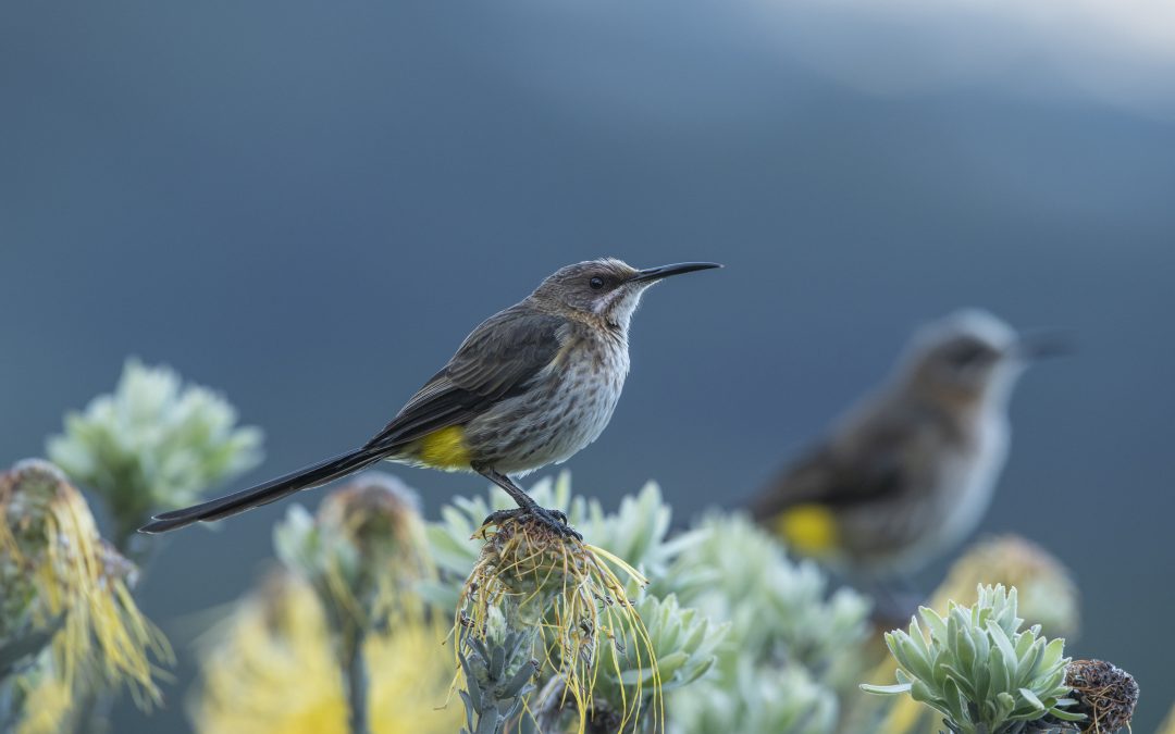 FYNBOS BIRDS: WORTH WALKING FOR