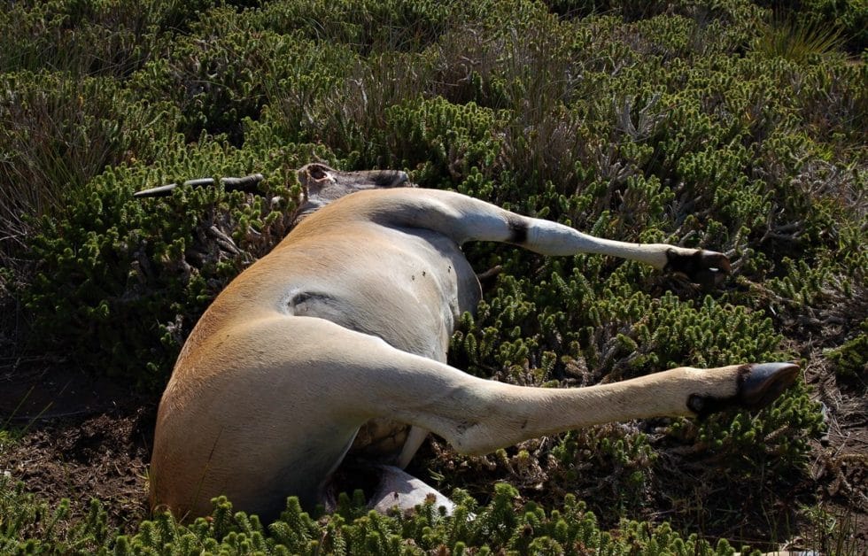 THE BONEYARDS OF CAPE POINT - The Fynbos Guy